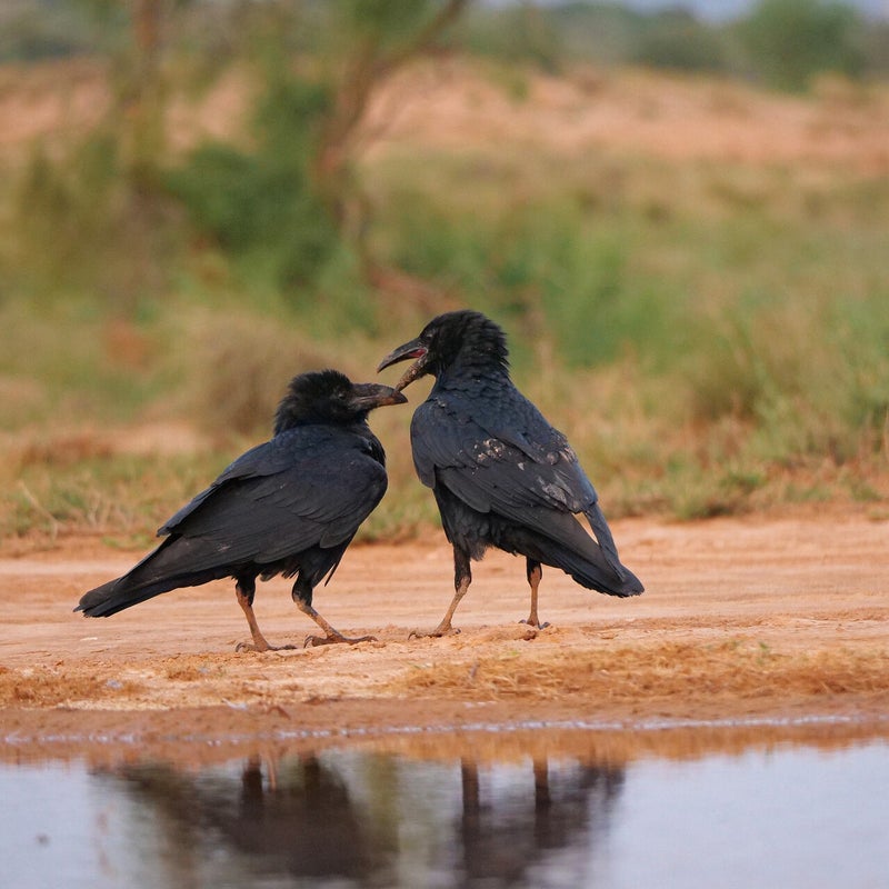 verliefde Raven, Spanje