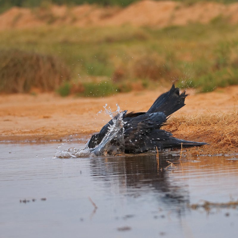 wassende Raaf, Spanje