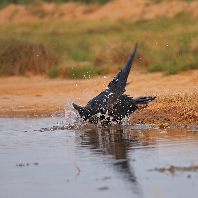 wassende Raaf, Spanje