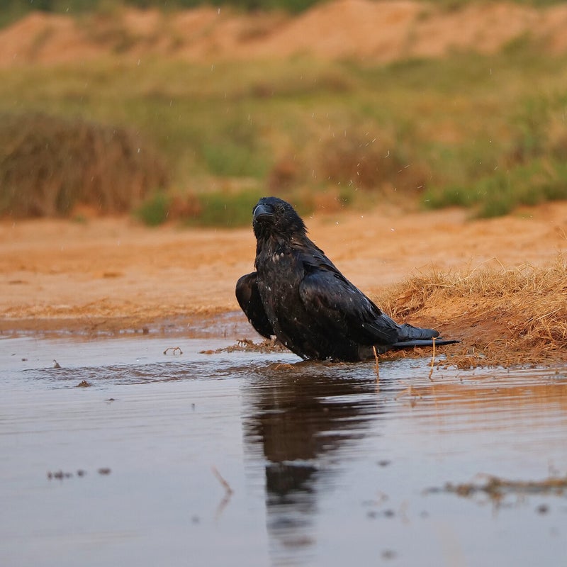 gewassen Raaf, Spanje