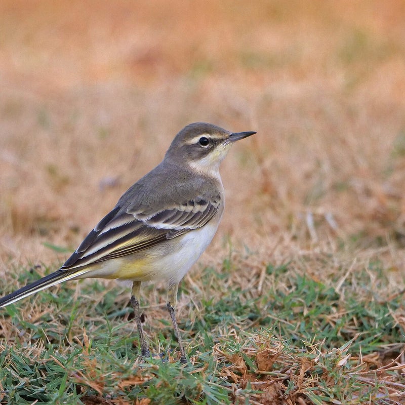 Gele Kwikstaart (juveniel), Spanje