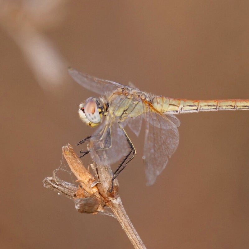 Zwervende heidelibel ♀, Spanje