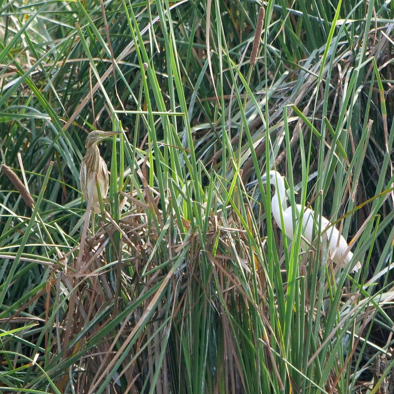 Ralreiger en Kleine Zilverreiger, Spanje