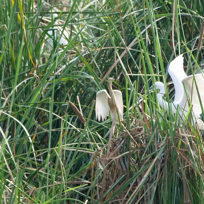 Ralreiger wordt weggejaagd door Kleine Zilverreiger, Spanje