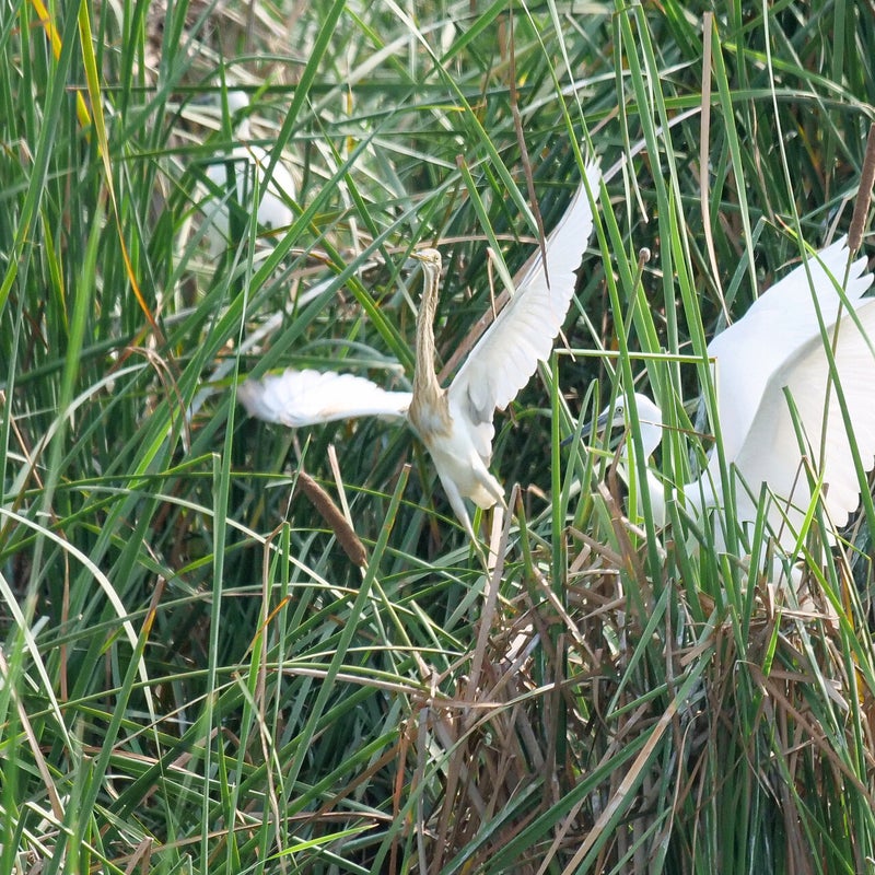 Ralreiger wordt weggejaagd door Kleine Zilverreiger, Spanje