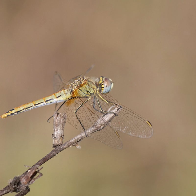 Zwervende heidelibel ♀, Spanje