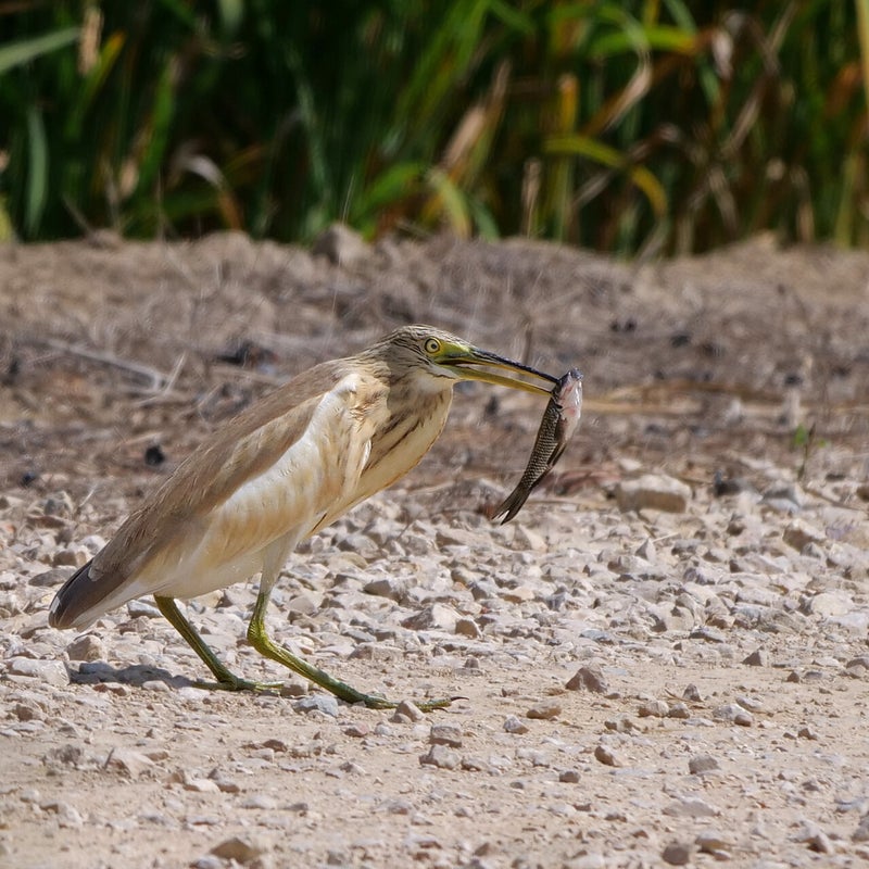 Ralreiger heeft een vis gevangen, Spanje