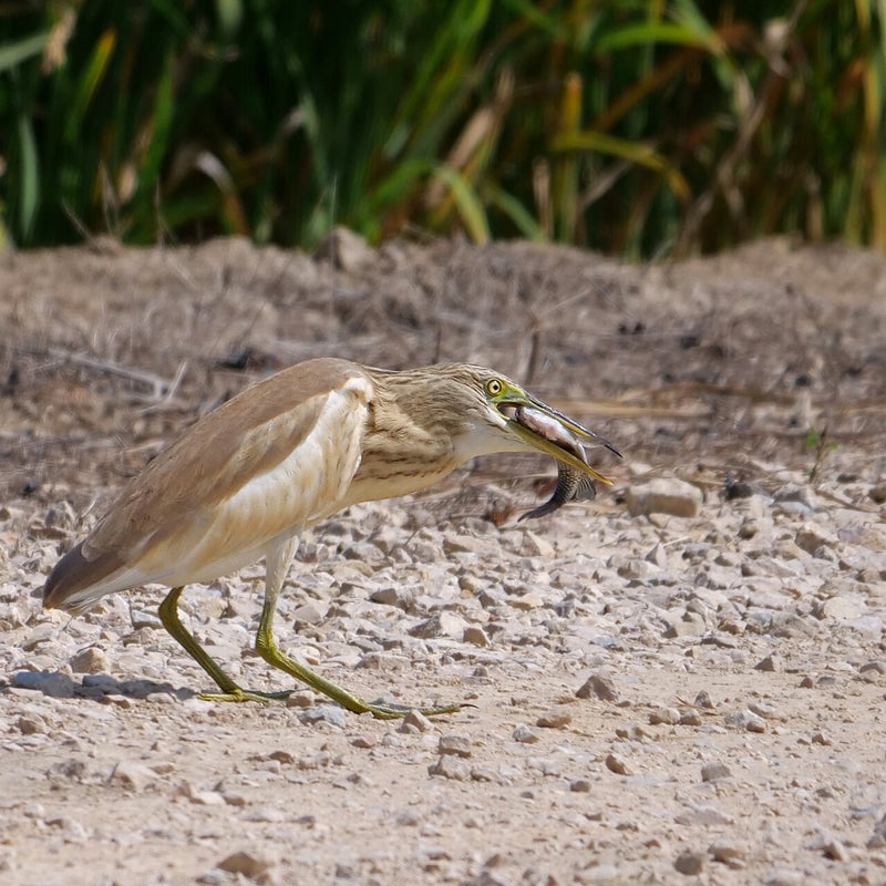 Ralreiger heeft een vis gevangen, Spanje