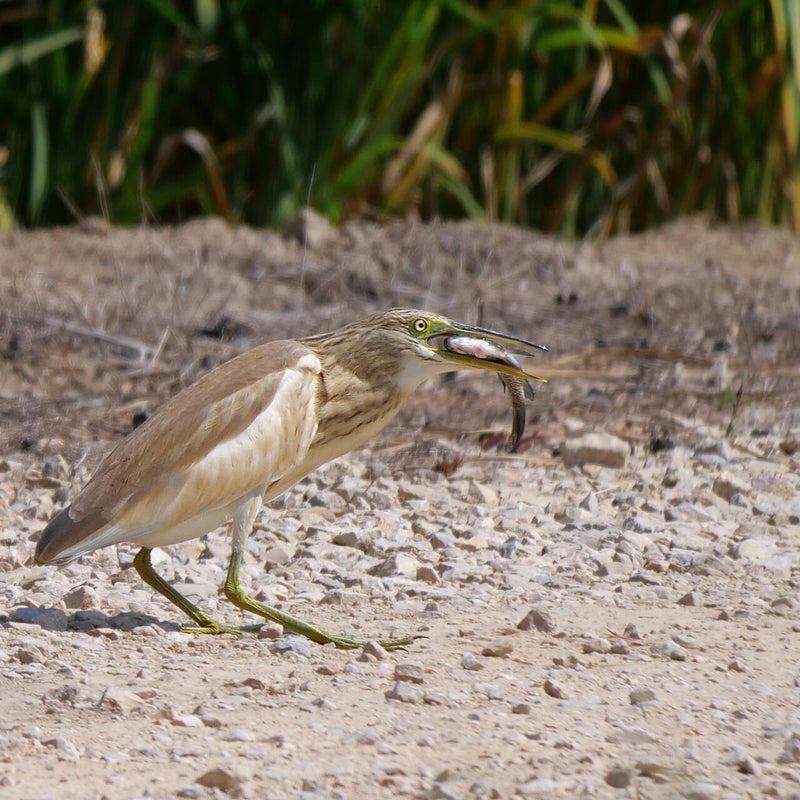 Ralreiger heeft een vis gevangen, Spanje