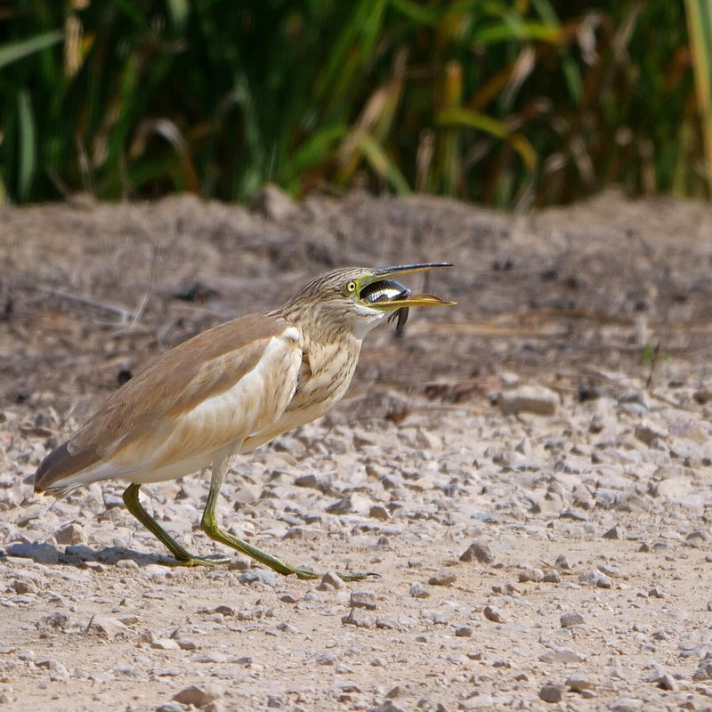 Ralreiger heeft een vis gevangen, Spanje