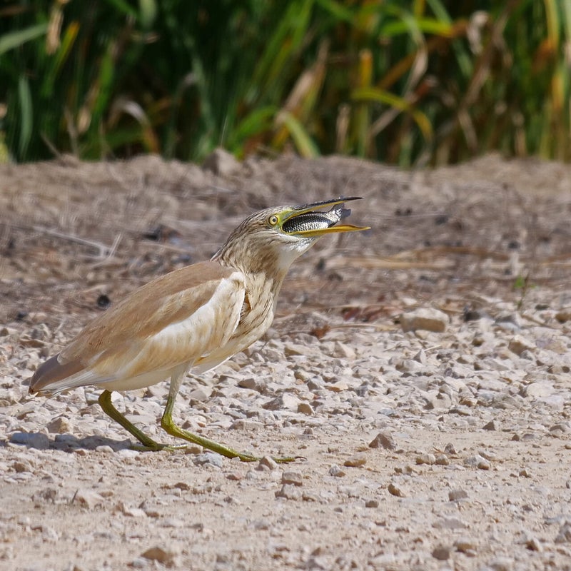 Ralreiger heeft een vis gevangen, Spanje