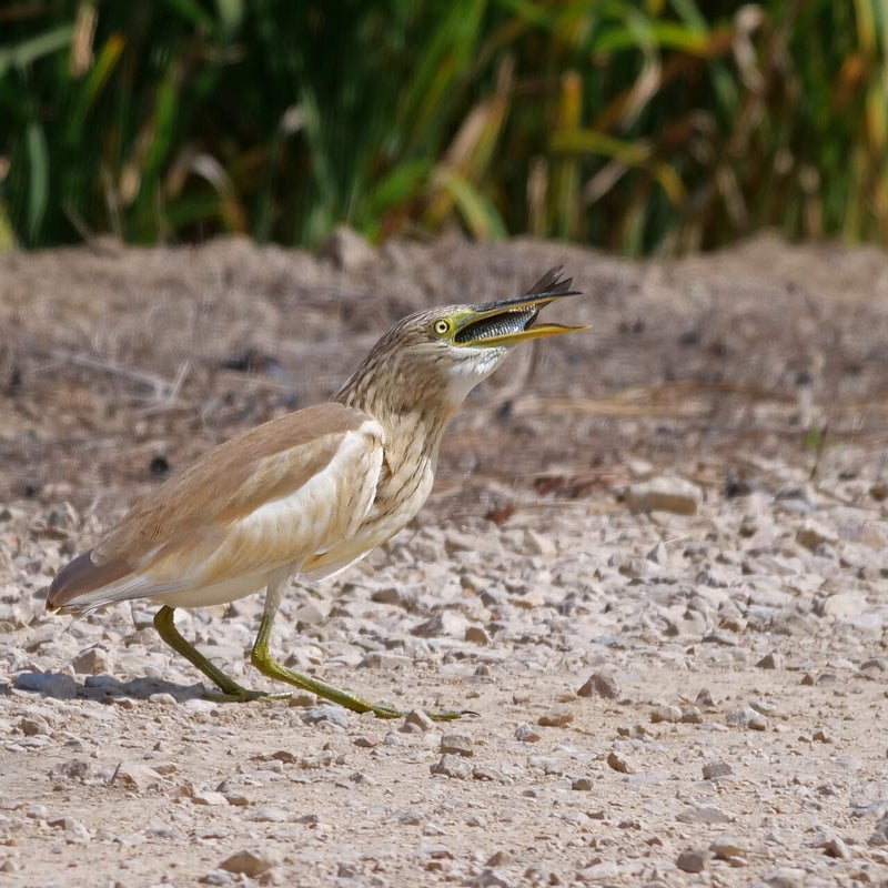 Ralreiger heeft een vis gevangen, Spanje