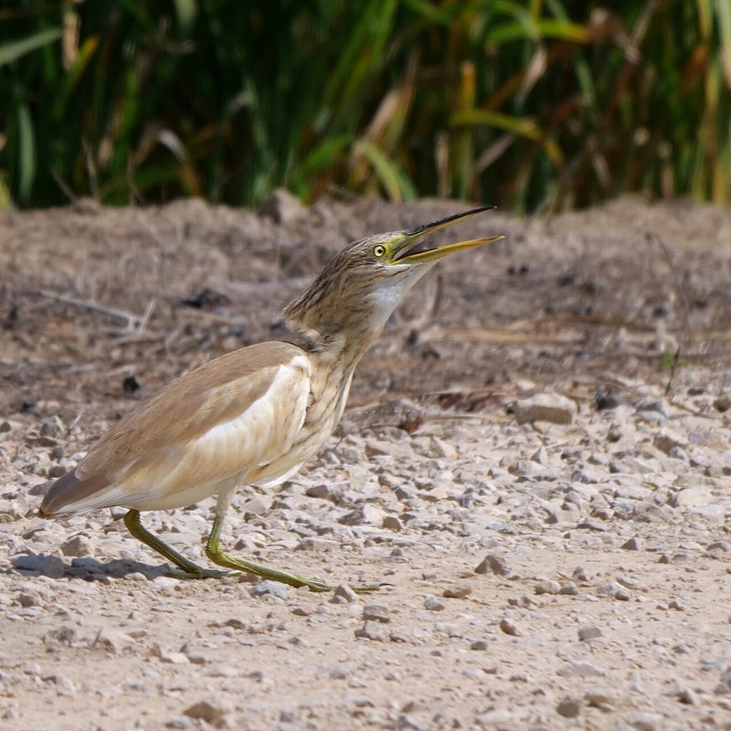 Ralreiger heeft een vis gevangen, Spanje