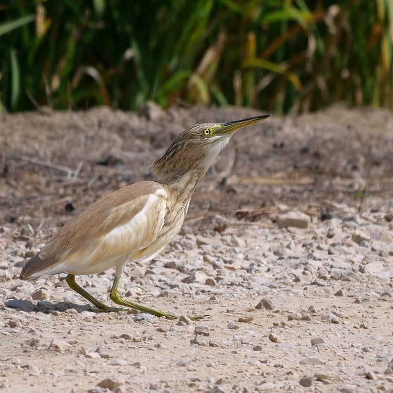 Ralreiger heeft een vis gevangen, Spanje