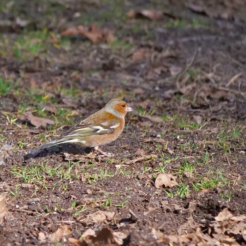 Vink ♂, Planken Wambuis