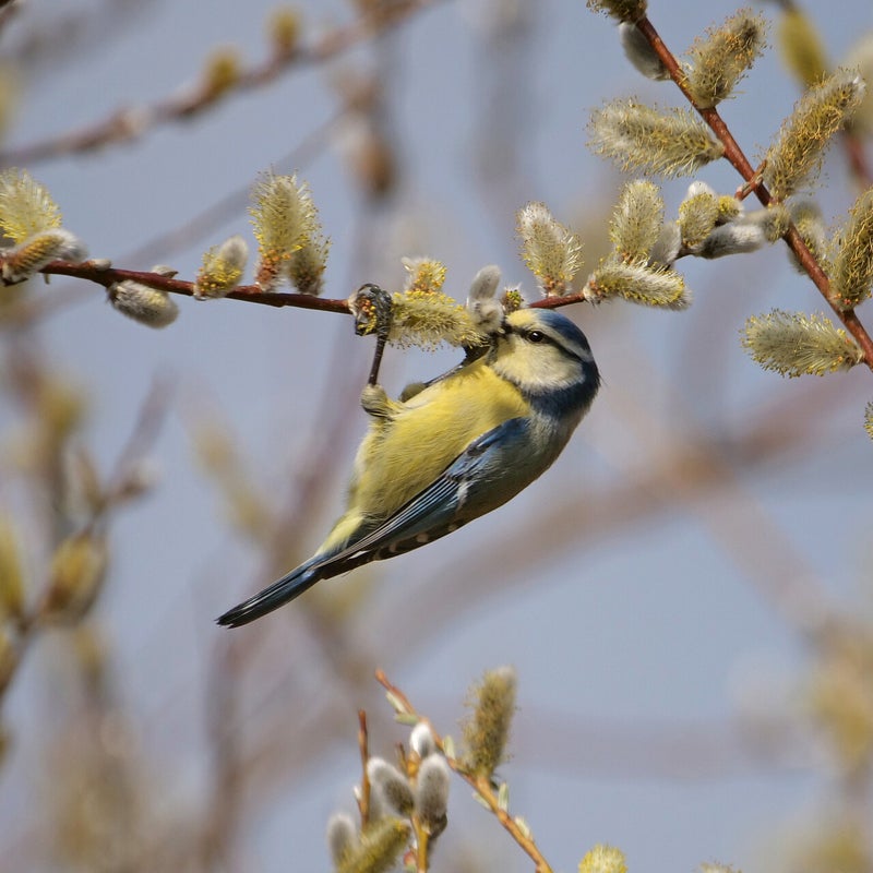 Pimpelmees, Oostvaardersplassen