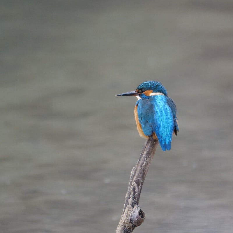 IJsvogel ♂,  Amsterdamse Waterleidingduinen