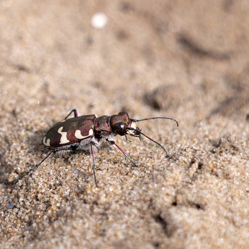 Bastaardzandloopkever, Amsterdamse Waterleidingduinen
