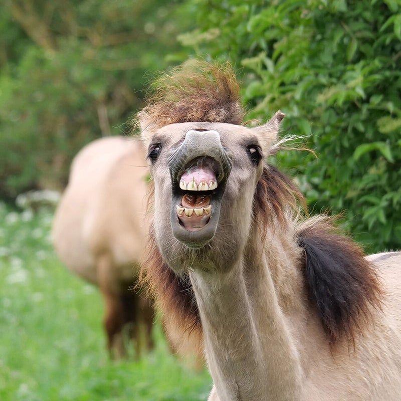 Flemend Konikpaard, Oostvaardersplassen