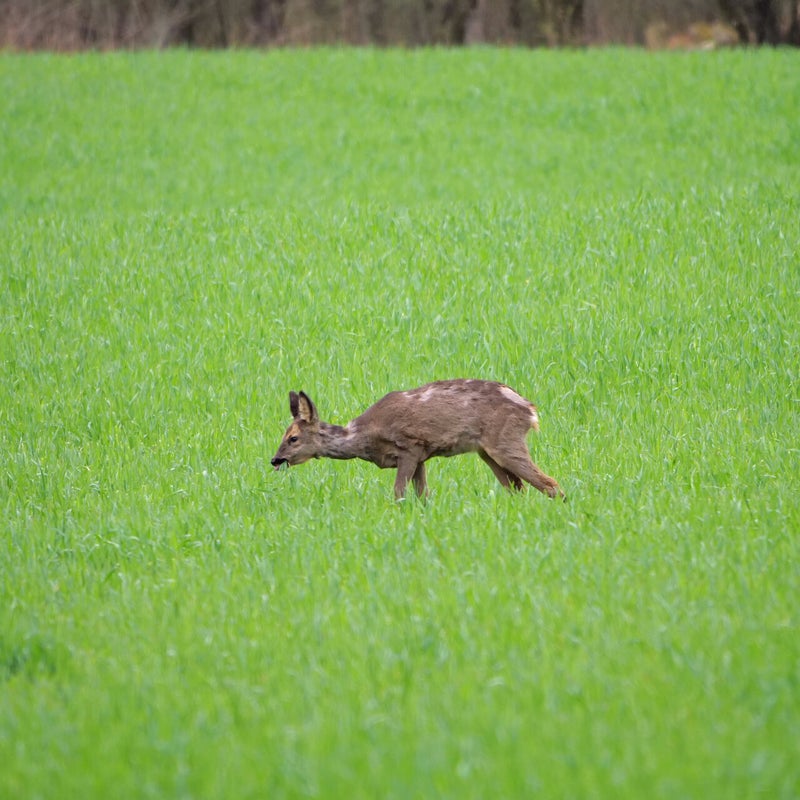 Grazende Ree, Leersumse Veld