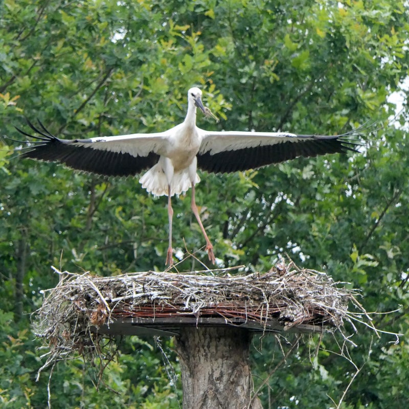 Ooievaar jong oefent met vliegen, Eemland
