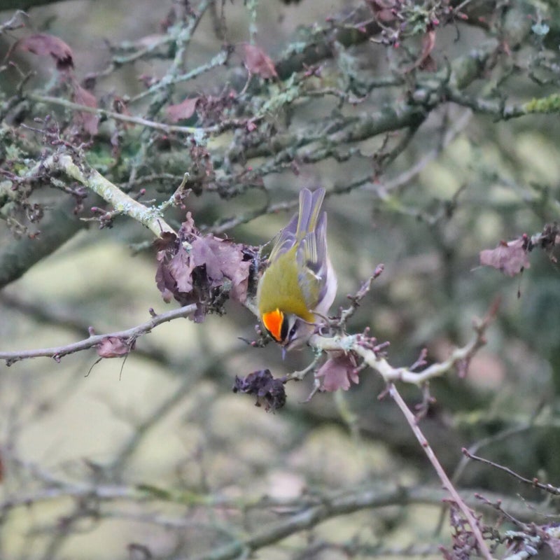 Vuurgoudhaan, Amsterdamse Waterleidingduinen