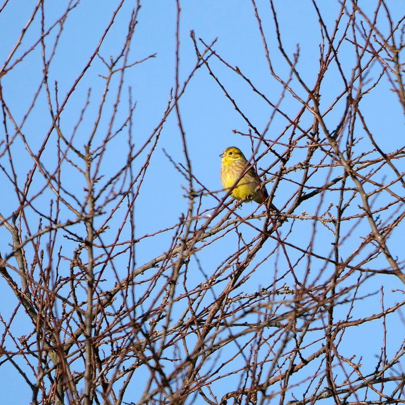 Geelgors ♂, Hamsterreservaat Sibbe
