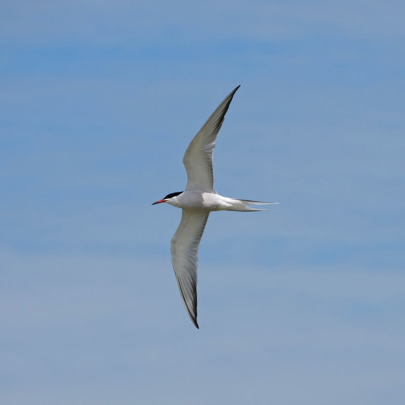 Visdief, Oostvaardersplassen
