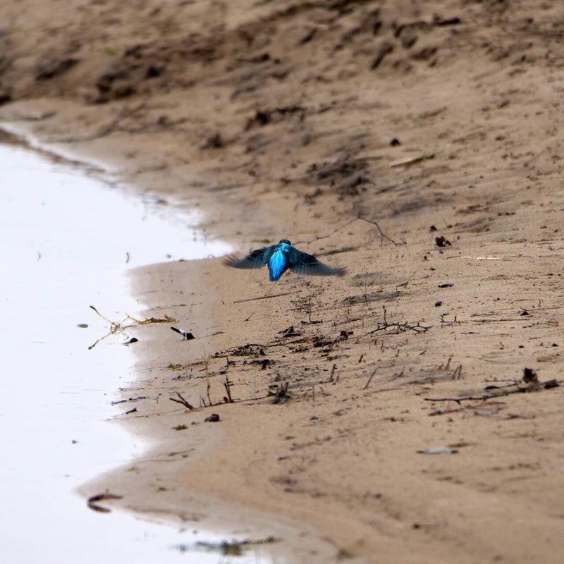 Vliegende IJsvogel ♂,  Amsterdamse Waterleidingduinen