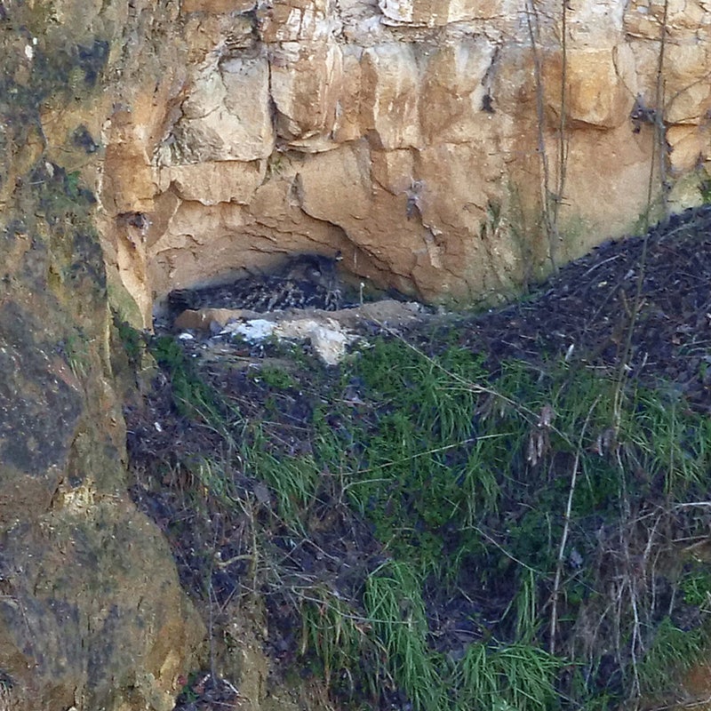 Oehoe op nest, Curfsgroeve