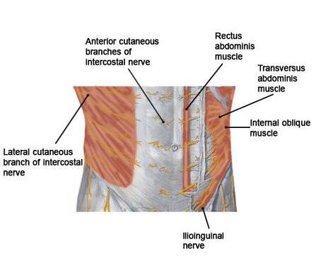 abdominal_nerves_label-standard.jpg
