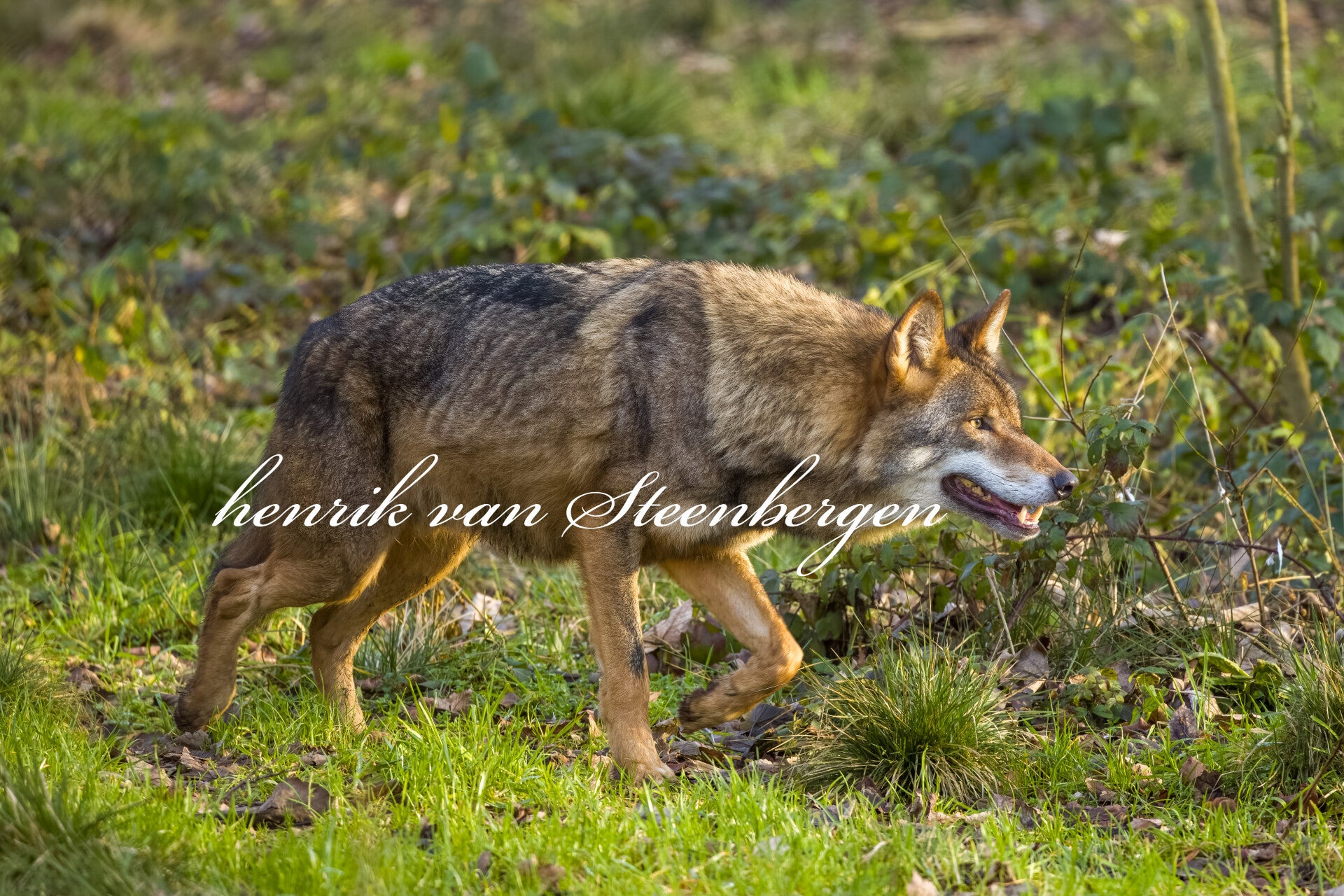 Wolf