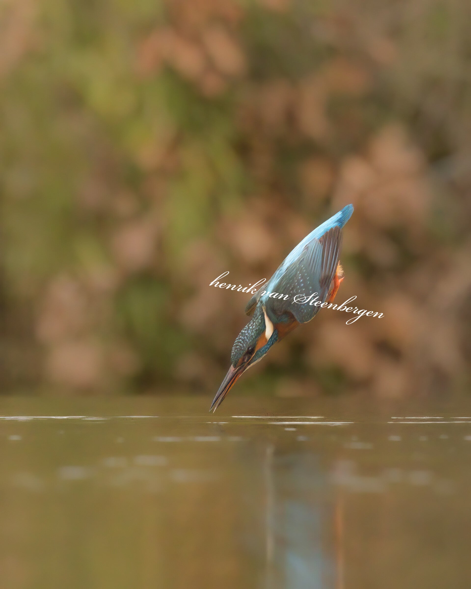 Ijsvogel