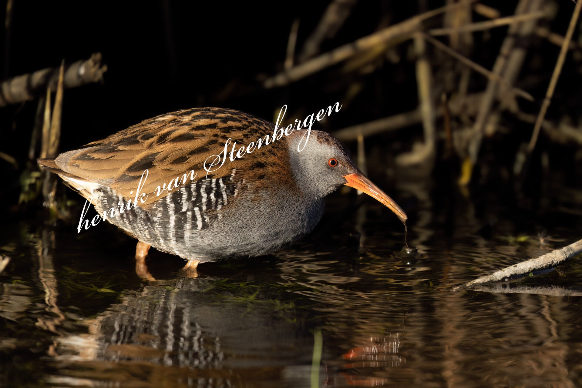 Waterral
