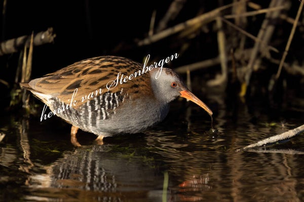 Waterral