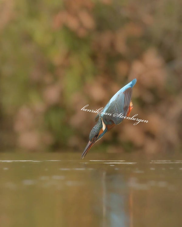Ijsvogel