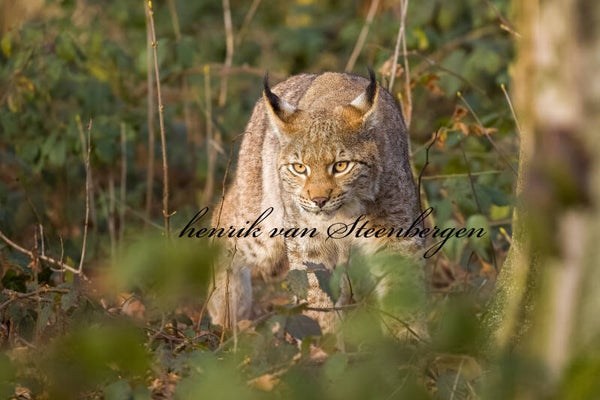 Lynx