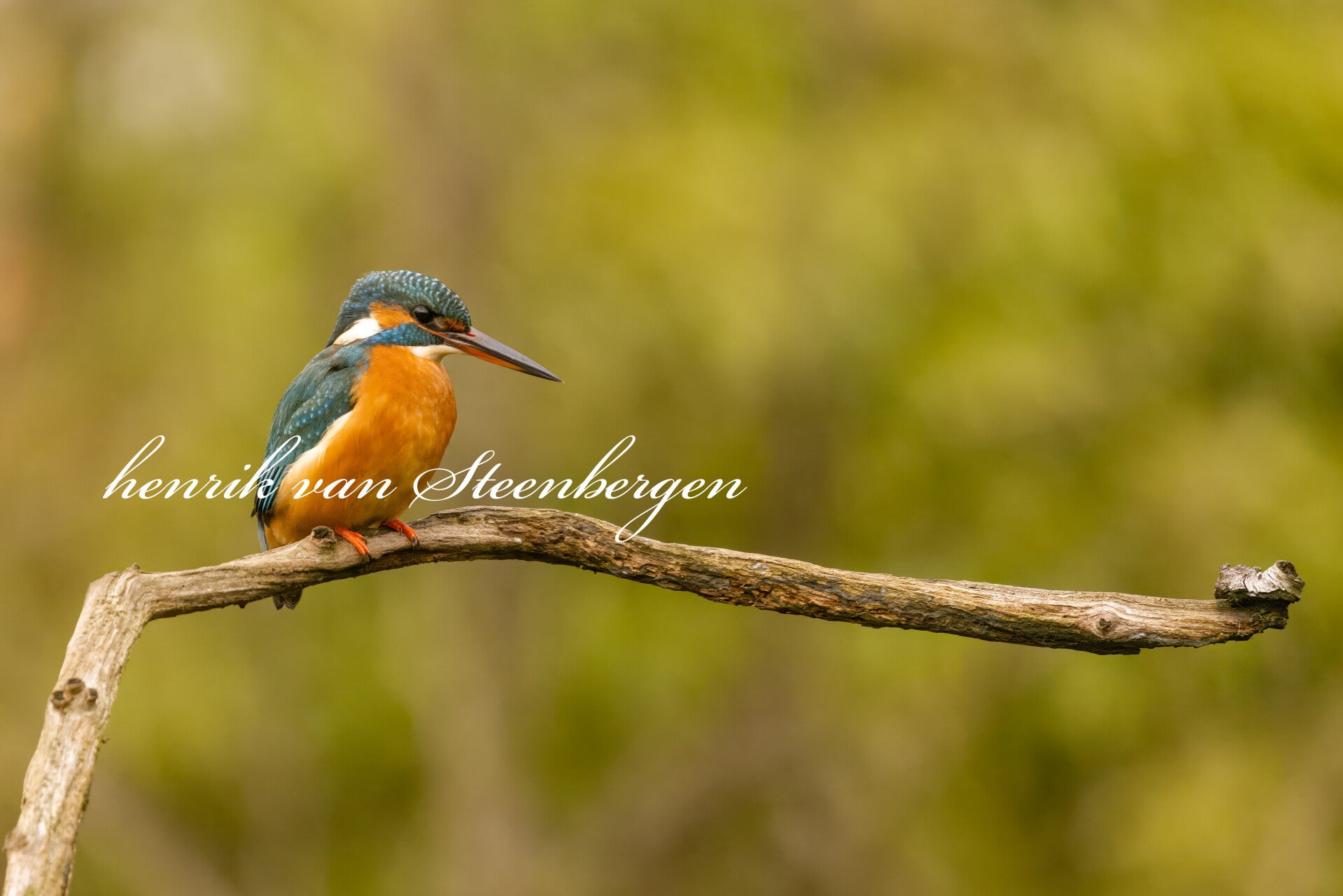 Ijsvogel