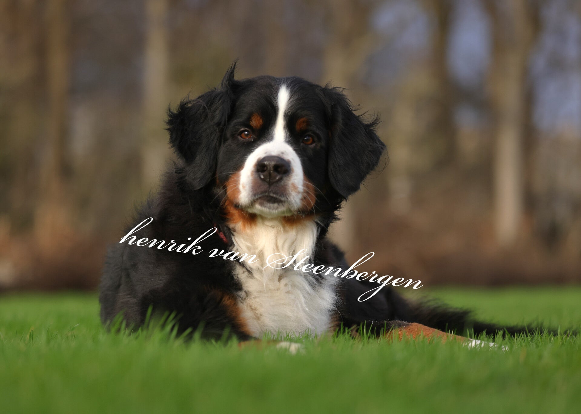 Berner sennenhond