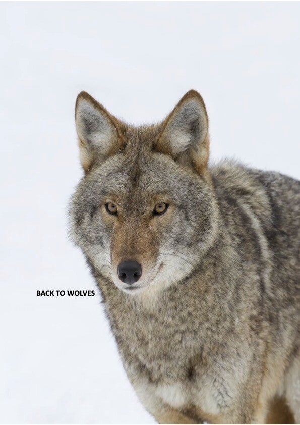 BACK TO WOLVES: Restoring Human Wilderness