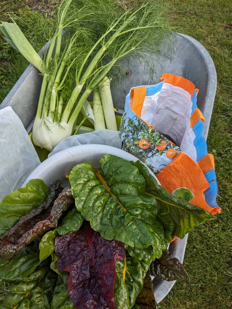 Kruiwagen met zelfgeoogste groenten