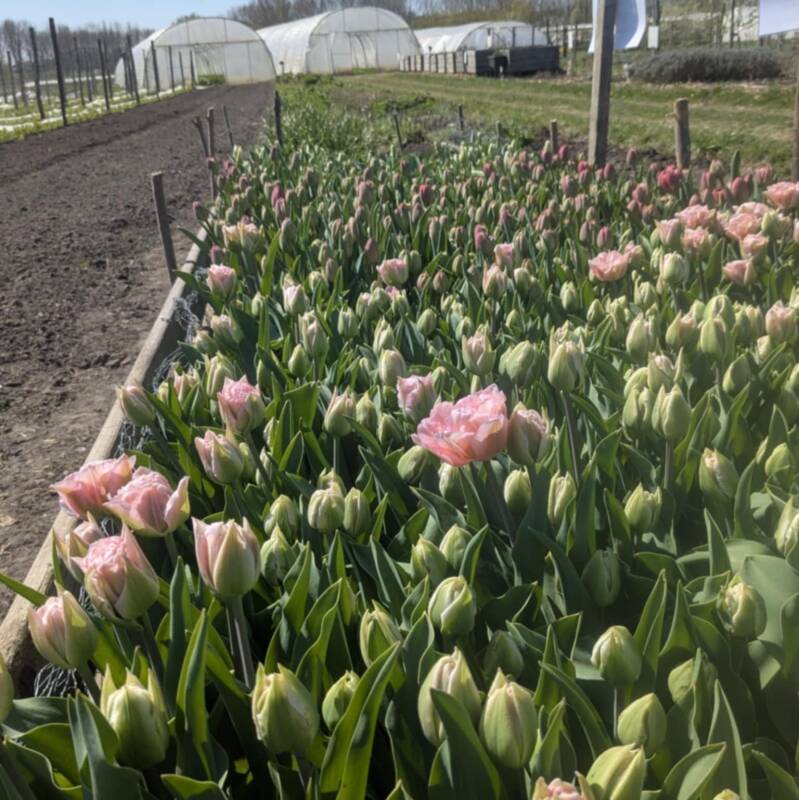 roze tulpen