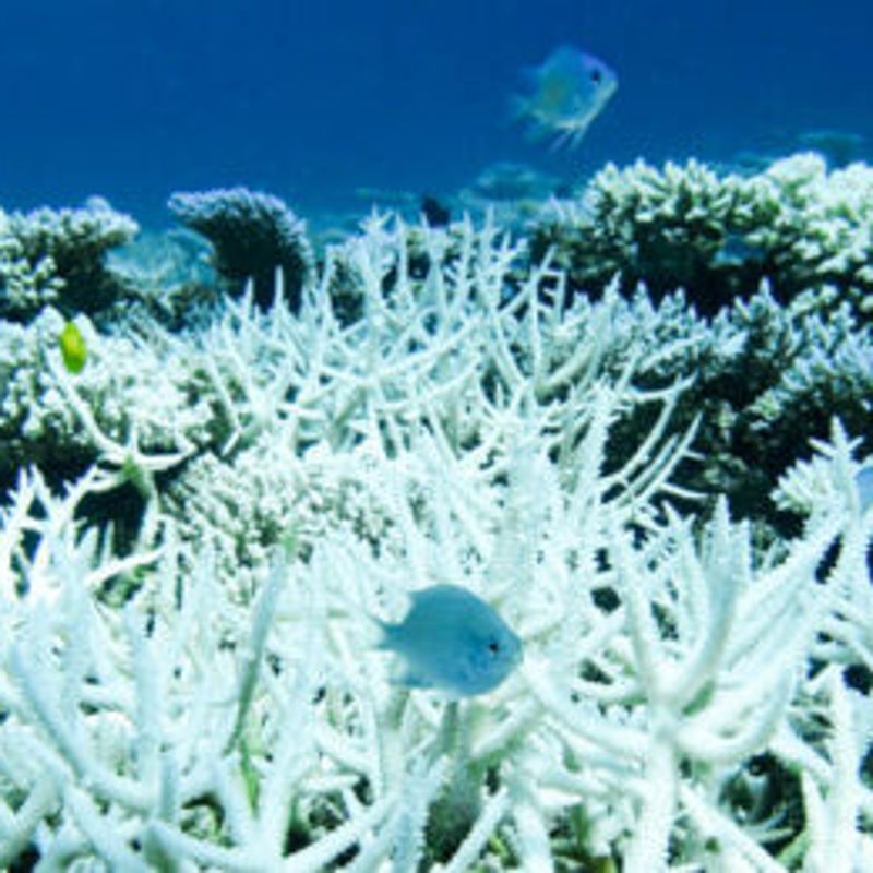 Marj=k R. Haas advised the merger resulting in the Consortium for Ocean Leadership