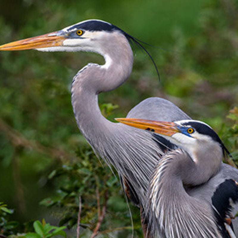 NatureServe