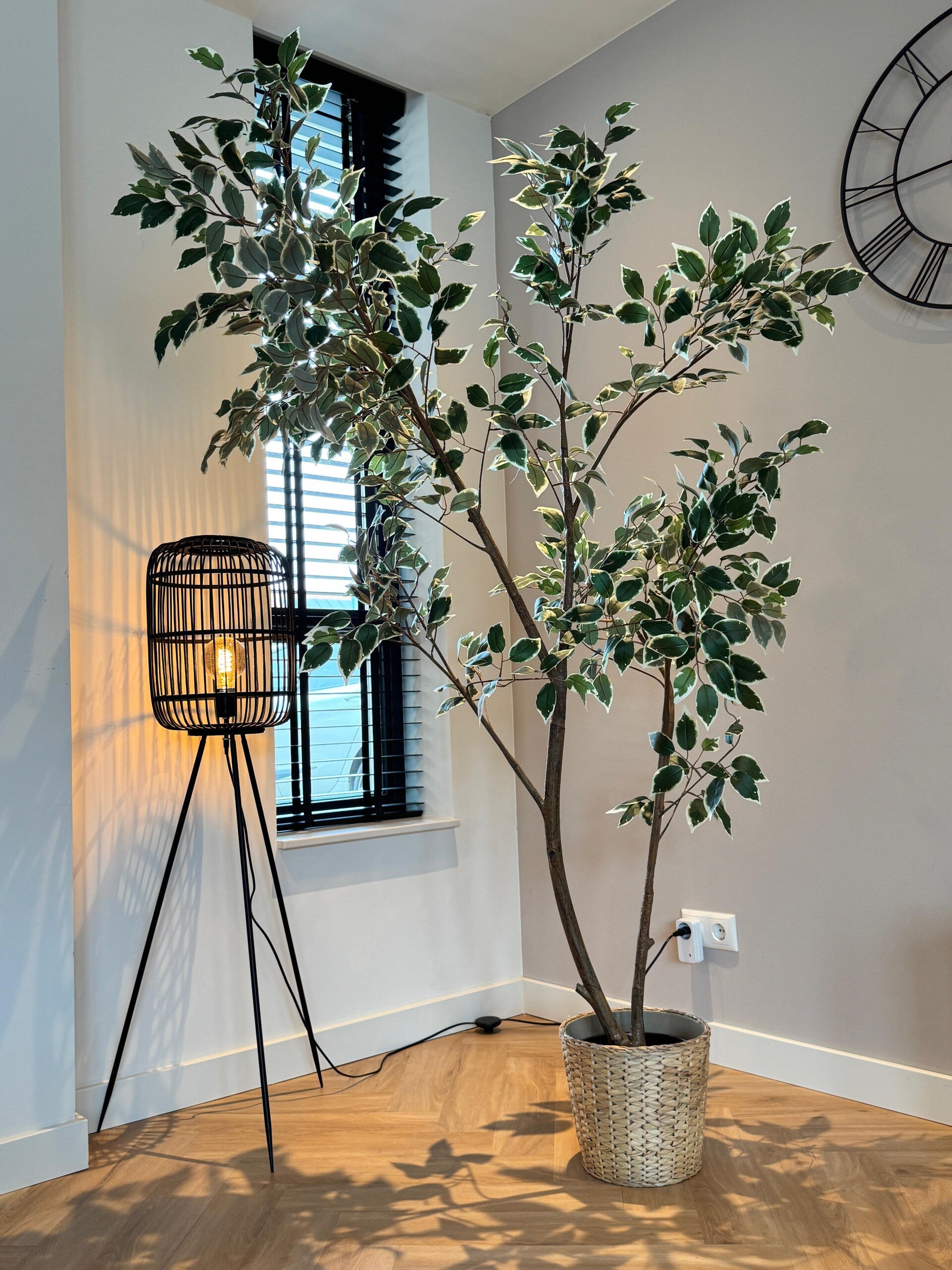 Een plant in het kantoor van Maule HR Services