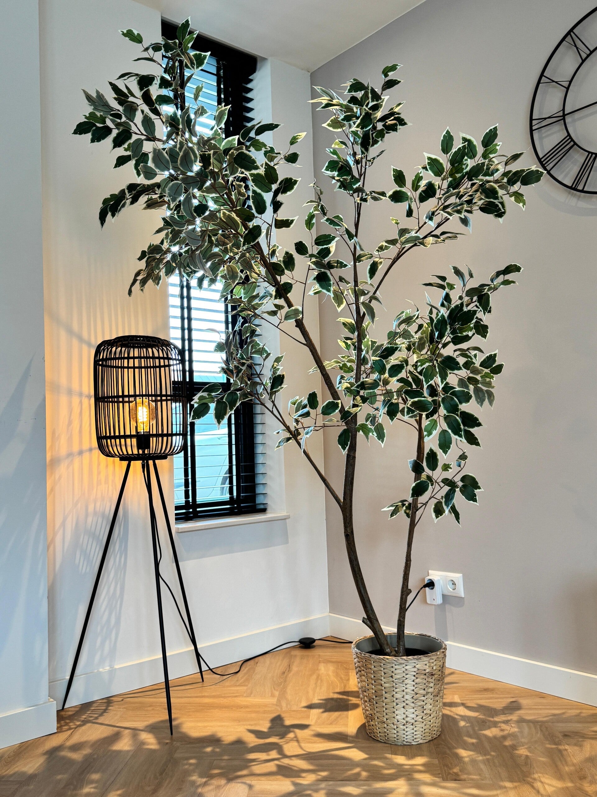 Groene plant als decoratie op de dienstenpagina van Maulehr Services