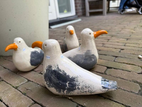 Meeuw