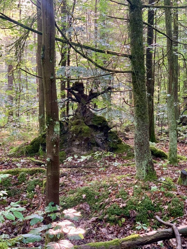 DANSEN EN ONTSPANNEN MET HILLIGJE EN ELZA 12 OKT