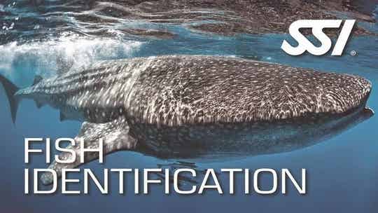 SSI Fish Idendtification Ecology