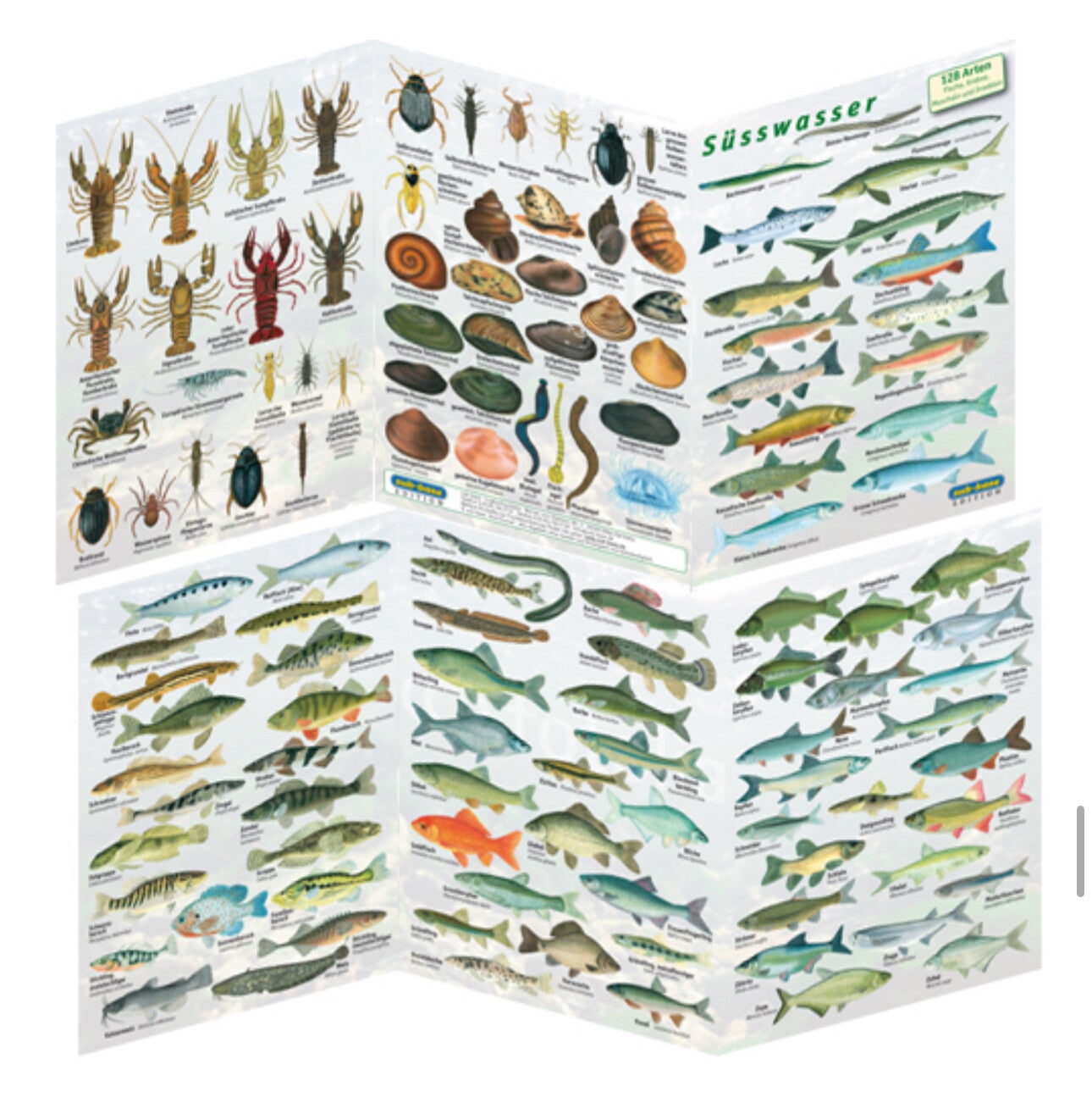 Fischfaltblatt Süsswasser